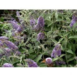 Sommerfuglebusk 'Lochinch' Buddleja Davidii 'Lochinch' 3,5 Liter Potte -Osmo Salgsbutik p252 6693 buddleia davidii lochinch a64d