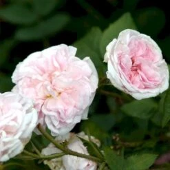 'Félicité Parmentier' Rosa Alba 'Félicité Parmentier' (Albarose) A-Kvalitet,- Barrods Roser Min. 3 Grene -Osmo Salgsbutik p2531 52371 rosa alba felicite parmentier albarose 513a