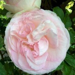 'Félicité Parmentier' Rosa Alba 'Félicité Parmentier' (Albarose) A-Kvalitet,- Barrods Roser Min. 3 Grene -Osmo Salgsbutik p2531 52373 rosa alba felicite parmentier albarose 58f4