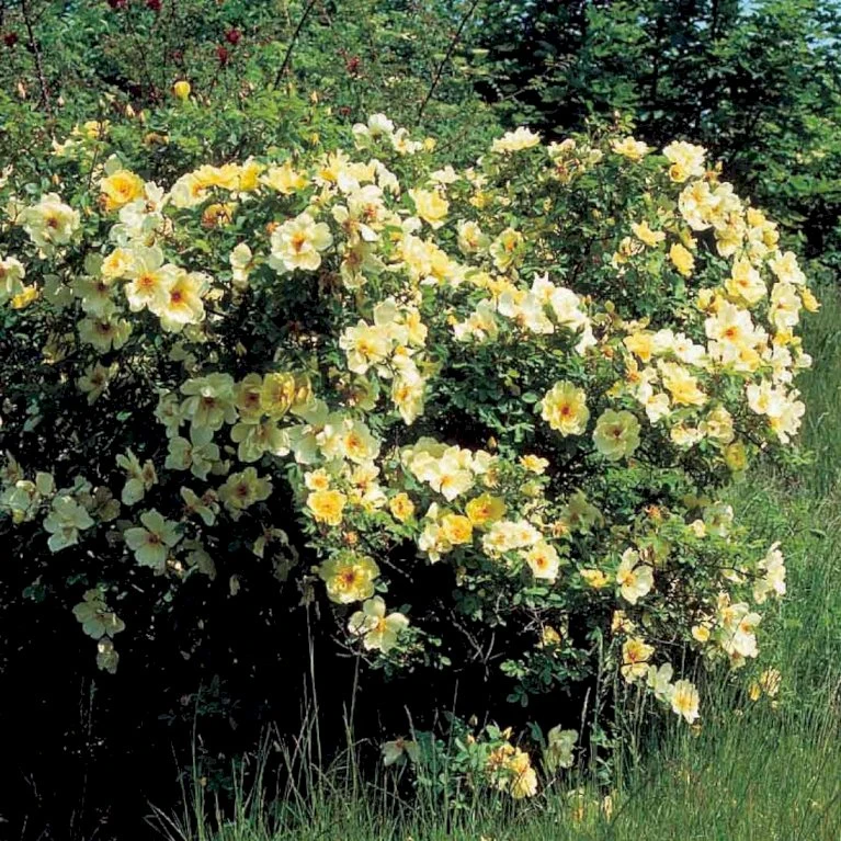 'Aicha' Rosa Pimpinellifolia 'Aicha' (Klitrose) A-Kvalitet,- Barrods Roser Min. 3 Grene 3 'Aicha' Rosa Pimpinellifolia 'Aicha' (Klitrose) A-Kvalitet,- Barrods Roser Min. 3 Grene - Billede 3