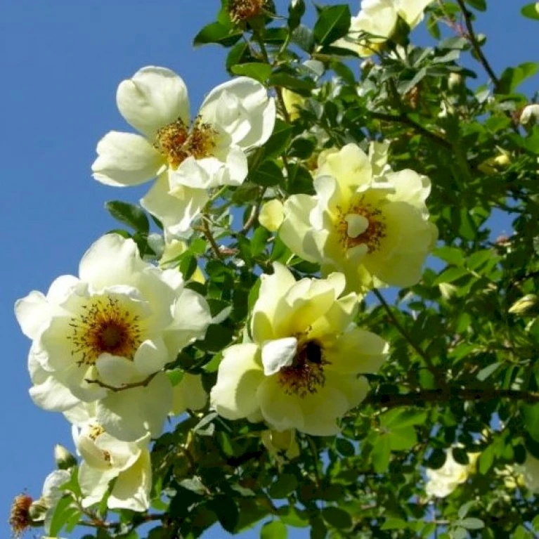 'Aicha' Rosa Pimpinellifolia 'Aicha' (Klitrose) A-Kvalitet,- Barrods Roser Min. 3 Grene 4 'Aicha' Rosa Pimpinellifolia 'Aicha' (Klitrose) A-Kvalitet,- Barrods Roser Min. 3 Grene - Billede 4