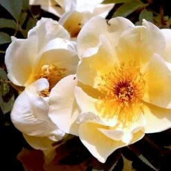 'Aicha' Rosa Pimpinellifolia 'Aicha' (Klitrose) A-Kvalitet,- Barrods Roser Min. 3 Grene 10 'Aicha' Rosa Pimpinellifolia 'Aicha' (Klitrose) A-Kvalitet,- Barrods Roser Min. 3 Grene -Osmo Salgsbutik p2532 52291 rosa pimpinellifolia aicha buskrose fc06