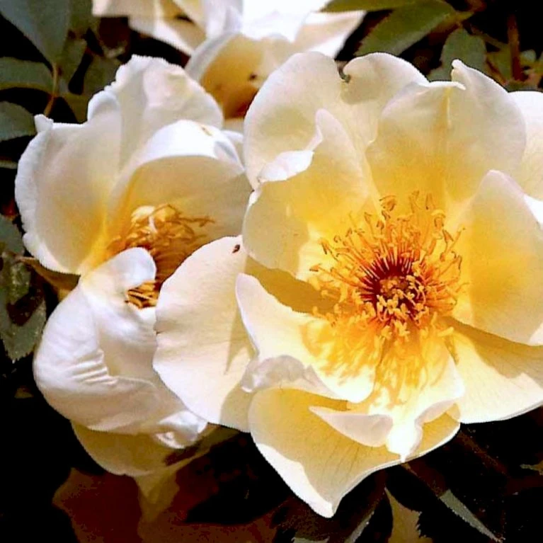 'Aicha' Rosa Pimpinellifolia 'Aicha' (Klitrose) A-Kvalitet,- Barrods Roser Min. 3 Grene 5 'Aicha' Rosa Pimpinellifolia 'Aicha' (Klitrose) A-Kvalitet,- Barrods Roser Min. 3 Grene - Billede 5