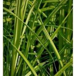 Stiv Star Carex Elata 1 Liter Potte