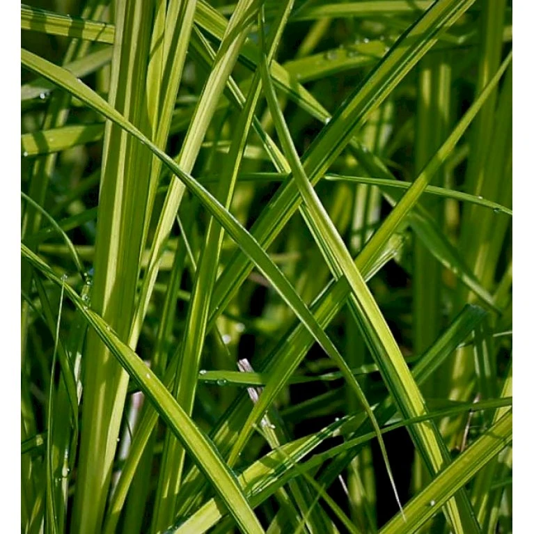 Stiv Star Carex Elata 1 Liter Potte 1 Stiv Star Carex Elata 1 Liter Potte