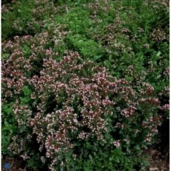 Oregano 'Compactum' Origanum Vulgare 'Compactum' 1 Liter Potte