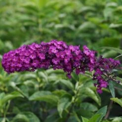 Sommerfuglebusk 'Royal Red' Buddleja Davidii 'Royal Red' Potte 2 Liter. -Osmo Salgsbutik p256 47308 buddleja davidii royal red 5506