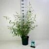 Sommerfuglebusk 'White Profusion' Buddleja Davidii 'White Profusion' Potte 6,5 Liter 50-60 Cm.