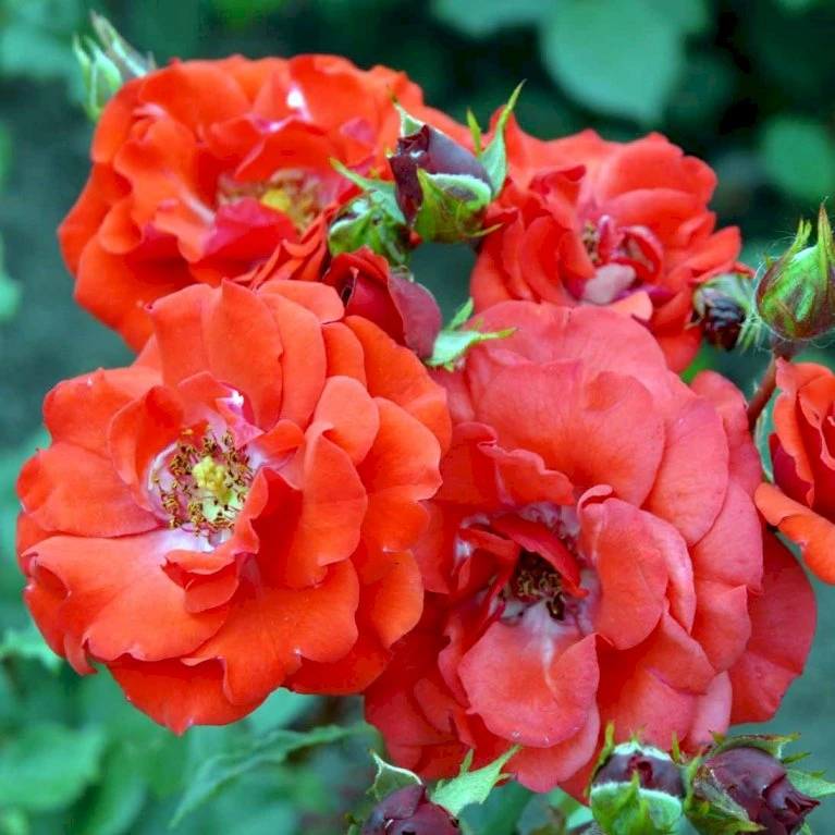 'Allotria'® Rosa X 'Allotria'® (Buketrose) A-Kvalitet,- Barrods Roser Min. 3 Grene 1 'Allotria'® Rosa X 'Allotria'® (Buketrose) A-Kvalitet,- Barrods Roser Min. 3 Grene