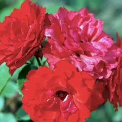 'Allotria'® Rosa X 'Allotria'® (Buketrose) A-Kvalitet,- Barrods Roser Min. 3 Grene 11 'Allotria'® Rosa X 'Allotria'® (Buketrose) A-Kvalitet,- Barrods Roser Min. 3 Grene -Osmo Salgsbutik p259 51414 rosa x allotria e8b9