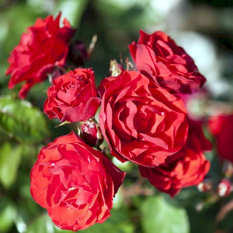 'Allotria'® Rosa X 'Allotria'® (Buketrose) A-Kvalitet,- Barrods Roser Min. 3 Grene 4 'Allotria'® Rosa X 'Allotria'® (Buketrose) A-Kvalitet,- Barrods Roser Min. 3 Grene - Billede 4