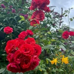 'Allotria'® Rosa X 'Allotria'® (Buketrose) A-Kvalitet,- Barrods Roser Min. 3 Grene 13 'Allotria'® Rosa X 'Allotria'® (Buketrose) A-Kvalitet,- Barrods Roser Min. 3 Grene -Osmo Salgsbutik p259 53300 rosa x allotria 1c0b