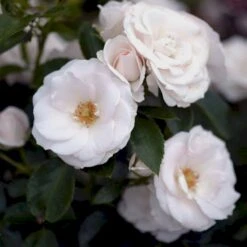 'Aspirin® Rose' Rosa X 'Aspirin® Rose' (Buketrose) A-Kvalitet,- Barrods Roser Min. 3 Grene -Osmo Salgsbutik p261 51425 rosa x aspirin rose buketrose 83e6