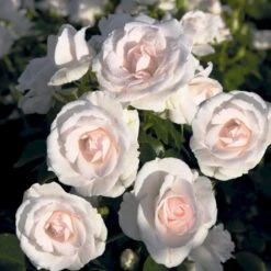 'Aspirin® Rose' Rosa X 'Aspirin® Rose' (Buketrose) A-Kvalitet,- Barrods Roser Min. 3 Grene -Osmo Salgsbutik p261 53960 rosa x aspirin rose buketrose 5fc9
