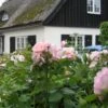 'Astrid Lindgren'™ Rosa X 'Astrid Lindgren'™ (Buketrose) A-Kvalitet,- Barrods Roser Min. 3 Grene