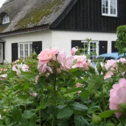 'Astrid Lindgren'™ Rosa X 'Astrid Lindgren'™ (Buketrose) A-Kvalitet,- Barrods Roser Min. 3 Grene