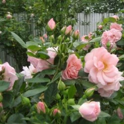 'Astrid Lindgren'™ Rosa X 'Astrid Lindgren'™ (Buketrose) A-Kvalitet,- Barrods Roser Min. 3 Grene -Osmo Salgsbutik p262 51427 rosa x astrid lindgren buketrose 3b1e