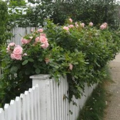 'Astrid Lindgren'™ Rosa X 'Astrid Lindgren'™ (Buketrose) A-Kvalitet,- Barrods Roser Min. 3 Grene -Osmo Salgsbutik p262 51428 rosa x astrid lindgren buketrose 0d77