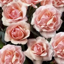 'Astrid Lindgren'™ Rosa X 'Astrid Lindgren'™ (Buketrose) A-Kvalitet,- Barrods Roser Min. 3 Grene -Osmo Salgsbutik p262 51429 rosa x astrid lindgren buketrose a202