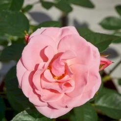 'Astrid Lindgren'™ Rosa X 'Astrid Lindgren'™ (Buketrose) A-Kvalitet,- Barrods Roser Min. 3 Grene -Osmo Salgsbutik p262 51430 rosa x astrid lindgren buketrose ac1a