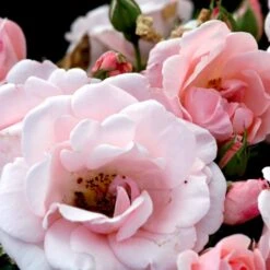 'Astrid Lindgren'™ Rosa X 'Astrid Lindgren'™ (Buketrose) A-Kvalitet,- Barrods Roser Min. 3 Grene -Osmo Salgsbutik p262 51431 rosa x astrid lindgren buketrose fc7b