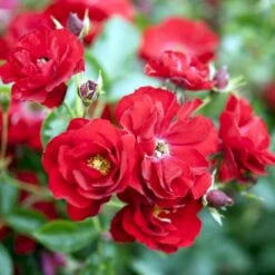 'Austriana'® Rosa X 'Austriana'® (Bunddækkerose) A-Kvalitet,- Barrods Roser Min. 3 Grene -Osmo Salgsbutik p264 51434 rosa x austriana bunddaekkerose a56f
