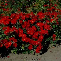 'Austriana'® Rosa X 'Austriana'® (Bunddækkerose) A-Kvalitet,- Barrods Roser Min. 3 Grene -Osmo Salgsbutik p264 53962 rosa x austriana bunddaekkerose 55bd