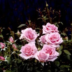 'Bangsbo'™ Rosa X 'Bangsbo'™ (Buketrose) A-Kvalitet,- Barrods Roser Min. 3 Grene -Osmo Salgsbutik p265 51755 rosa x bangsbo buketrose d9bc