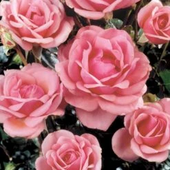 'Bangsbo'™ Rosa X 'Bangsbo'™ (Buketrose) A-Kvalitet,- Barrods Roser Min. 3 Grene -Osmo Salgsbutik p265 51756 rosa x bangsbo buketrose 0b1a