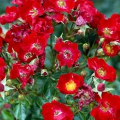 'Bassino'® Rosa X 'Bassino'® (Bunddækkerose) A-Kvalitet,- Barrods Roser Min. 3 Grene