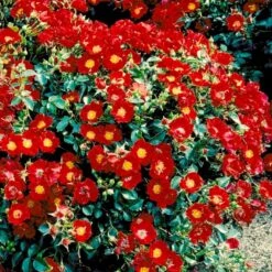 'Bassino'® Rosa X 'Bassino'® (Bunddækkerose) A-Kvalitet,- Barrods Roser Min. 3 Grene -Osmo Salgsbutik p266 51437 rosa x bassino bunddaekkerose 5626