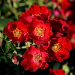 'Bassino'® Rosa X 'Bassino'® (Bunddækkerose) A-Kvalitet,- Barrods Roser Min. 3 Grene -Osmo Salgsbutik p266 53547 rosa x bassino bunddaekkerose 71c6
