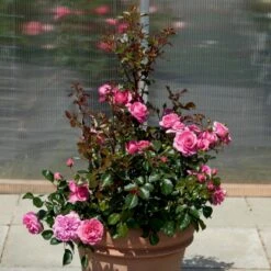 'Berleburg'™ Rosa X 'Berleburg'™ (Buketrose) A-Kvalitet,- Barrods Roser Min. 3 Grene -Osmo Salgsbutik p268 51758 rosa x berleburg buketrose 55ce