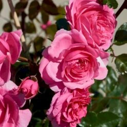 'Berleburg'™ Rosa X 'Berleburg'™ (Buketrose) A-Kvalitet,- Barrods Roser Min. 3 Grene -Osmo Salgsbutik p268 51759 rosa x berleburg buketrose 1fb2