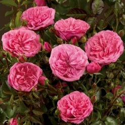 'Berleburg'™ Rosa X 'Berleburg'™ (Buketrose) A-Kvalitet,- Barrods Roser Min. 3 Grene -Osmo Salgsbutik p268 51760 rosa x berleburg buketrose 11c6