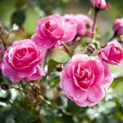 'Berleburg'™ Rosa X 'Berleburg'™ (Buketrose) A-Kvalitet,- Barrods Roser Min. 3 Grene -Osmo Salgsbutik p268 51761 rosa x berleburg buketrose 892e