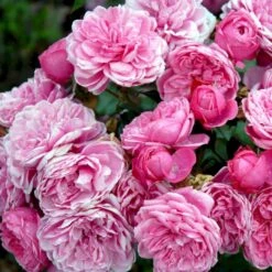 'Berleburg'™ Rosa X 'Berleburg'™ (Buketrose) A-Kvalitet,- Barrods Roser Min. 3 Grene -Osmo Salgsbutik p268 51762 rosa x berleburg buketrose 6c13