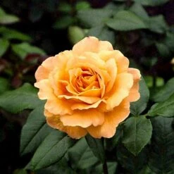 'Bernstein-Rose'® Rosa X 'Bernstein-Rose'® (Buketrose) A-Kvalitet,- Barrods Roser Min. 3 Grene -Osmo Salgsbutik p269 51441 rosa x bernstein rose buketrose c17b