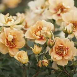 'Bernstein-Rose'® Rosa X 'Bernstein-Rose'® (Buketrose) A-Kvalitet,- Barrods Roser Min. 3 Grene -Osmo Salgsbutik p269 53965 rosa x bernstein rose buketrose 7b8b