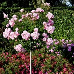 'Bonica 82' Rosa X 'Bonica 82' A-Kvalitet,- Barrods Roser Min. 3 Grene -Osmo Salgsbutik p271 51446 rosa x bonica 82 5570