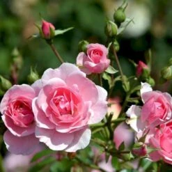 'Bonica 82' Rosa X 'Bonica 82' A-Kvalitet,- Barrods Roser Min. 3 Grene -Osmo Salgsbutik p271 51447 rosa x bonica 82 a3c1