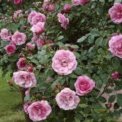 'Bonica 82' Rosa X 'Bonica 82' A-Kvalitet,- Barrods Roser Min. 3 Grene -Osmo Salgsbutik p271 51448 rosa x bonica 82 9df7