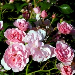 'Bonica 82' Rosa X 'Bonica 82' A-Kvalitet,- Barrods Roser Min. 3 Grene -Osmo Salgsbutik p271 51450 rosa x bonica 82 a630