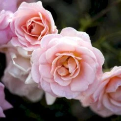 'Dronning Margrethe'™ Rosa X 'Dronning Margrethe'™ (Palacerose) A-Kvalitet,- Barrods Roser Min. 3 Grene -Osmo Salgsbutik p277 51892 rosa x dronning margrethe palacerose 4bff