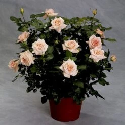 'Dronning Margrethe'™ Rosa X 'Dronning Margrethe'™ (Palacerose) A-Kvalitet,- Barrods Roser Min. 3 Grene -Osmo Salgsbutik p277 51893 rosa x dronning margrethe palacerose a24d