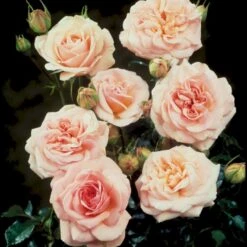 'Dronning Margrethe'™ Rosa X 'Dronning Margrethe'™ (Palacerose) A-Kvalitet,- Barrods Roser Min. 3 Grene -Osmo Salgsbutik p277 51894 rosa x dronning margrethe palacerose 53bd