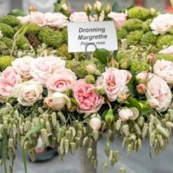 'Dronning Margrethe'™ Rosa X 'Dronning Margrethe'™ (Palacerose) A-Kvalitet,- Barrods Roser Min. 3 Grene -Osmo Salgsbutik p277 51895 rosa x dronning margrethe palacerose fe08