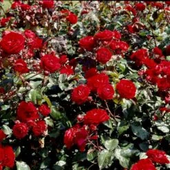 'Europeana' Rosa X 'Europeana' (Buketrose) A-Kvalitet,- Barrods Roser Min. 3 Grene -Osmo Salgsbutik p279 51470 rosa x europeana buketrose 8656