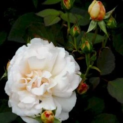 'Gruss An Aachen' Rosa X 'Gruss An Aachen' (Storblomstrende) A-Kvalitet,- Barrods Roser Min. 3 Grene -Osmo Salgsbutik p2807 51290 rosa x gruss an aachen storblomstrende f3d7