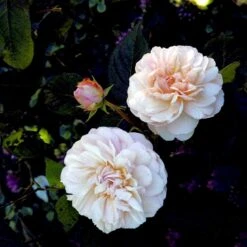 'Gruss An Aachen' Rosa X 'Gruss An Aachen' (Storblomstrende) A-Kvalitet,- Barrods Roser Min. 3 Grene -Osmo Salgsbutik p2807 51291 rosa x gruss an aachen storblomstrende ae26